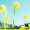 菜の花畑