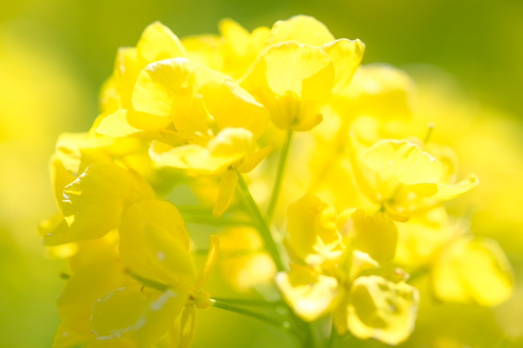 菜の花