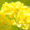 菜の花