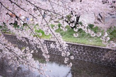 2015五条川