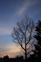 tree