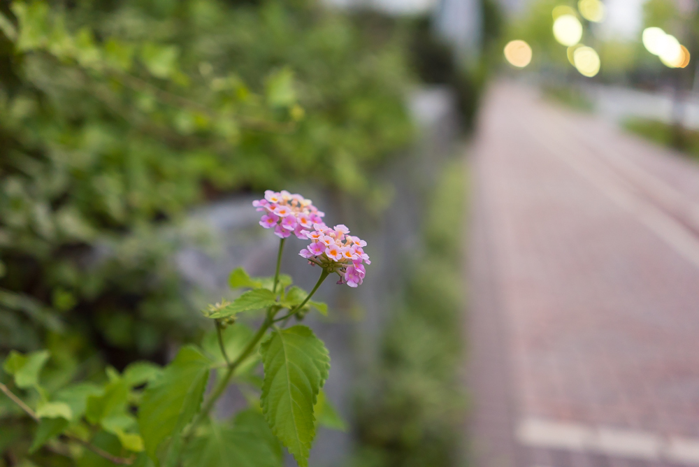 路傍の草花