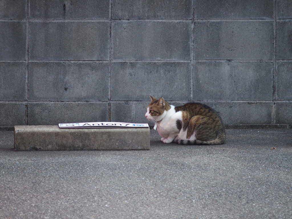 ご近所さんの飼い猫