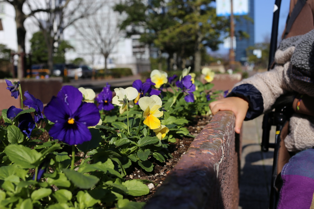 花壇の花と可愛い手