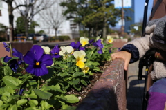 花壇の花と可愛い手