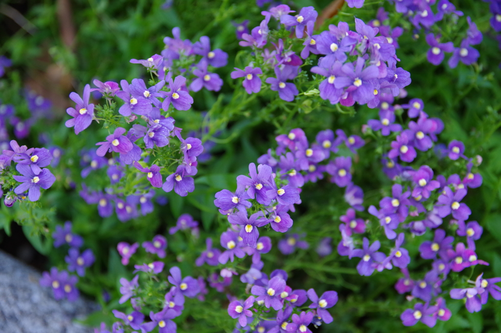 パープルフラワー