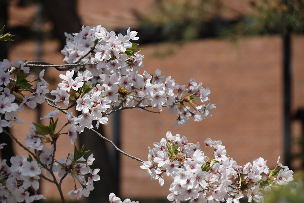 2021年　満開の桜（１）