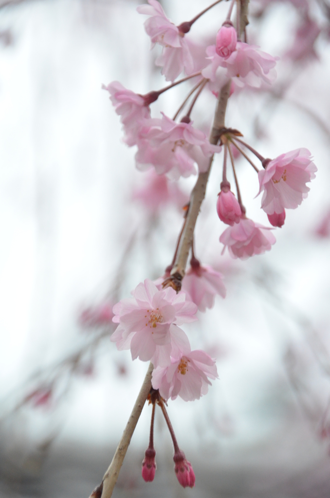 ピンク色の桜