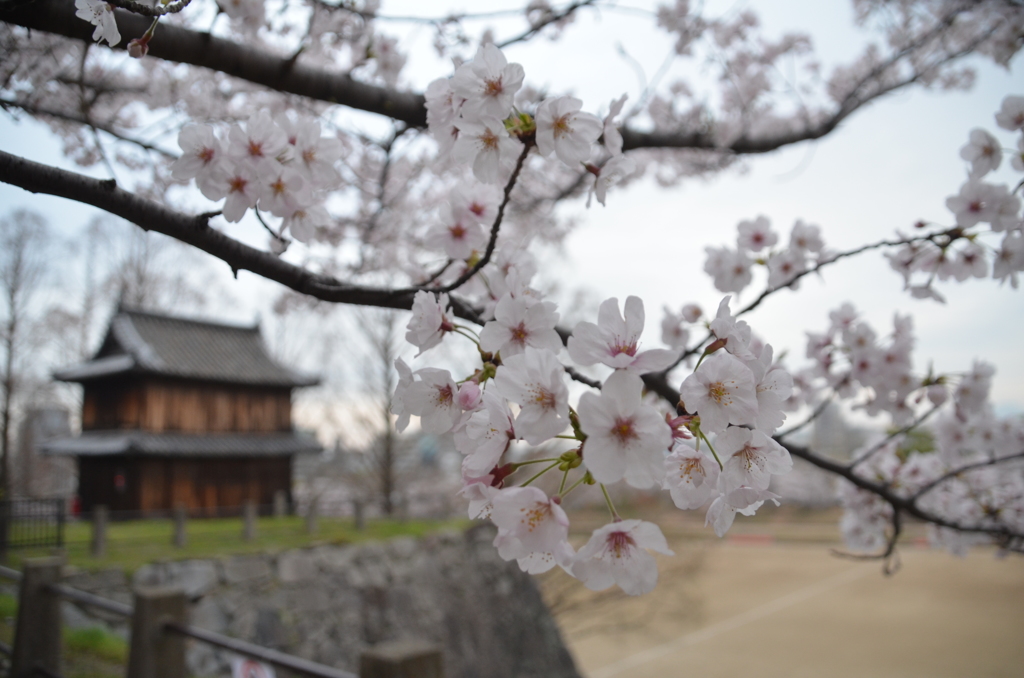 櫓と桜