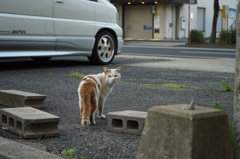 ノラ猫さん　去る