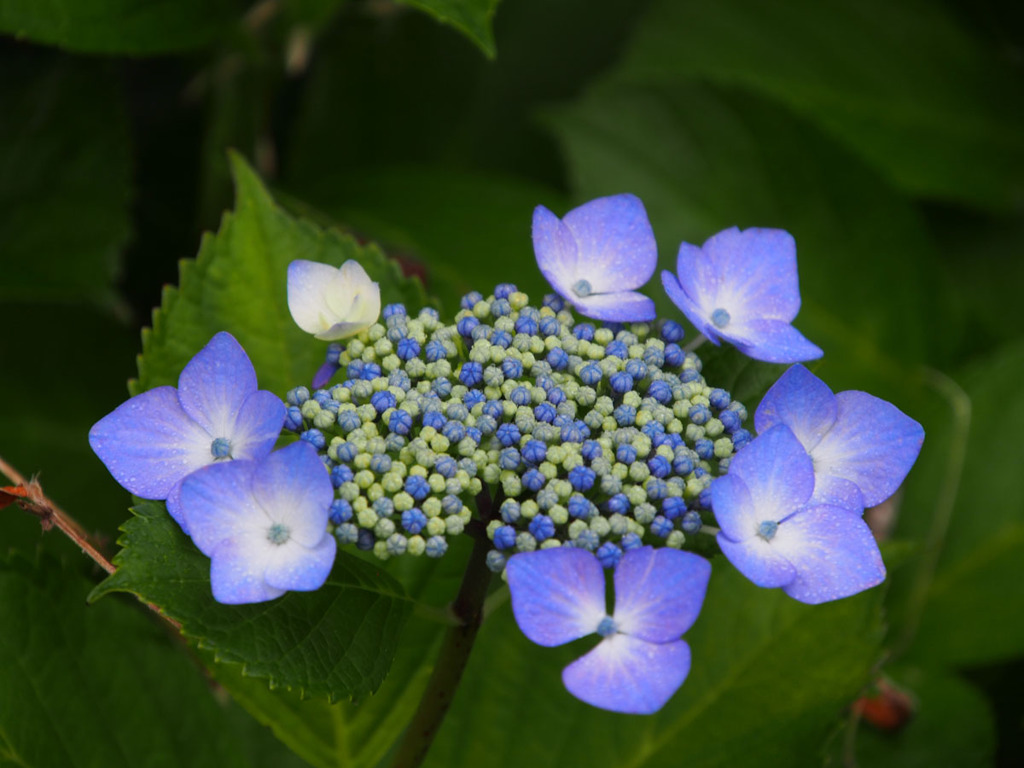 紫陽花（3）