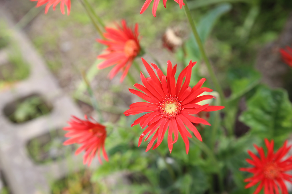 実家の花（３）