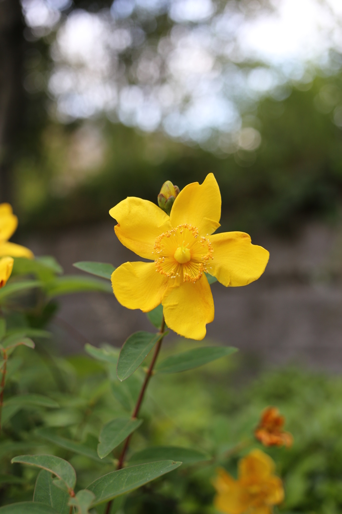 ヒドコート（金糸梅）