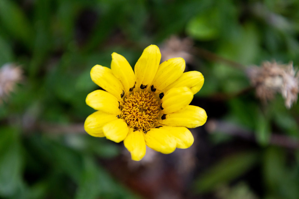 yellow flower