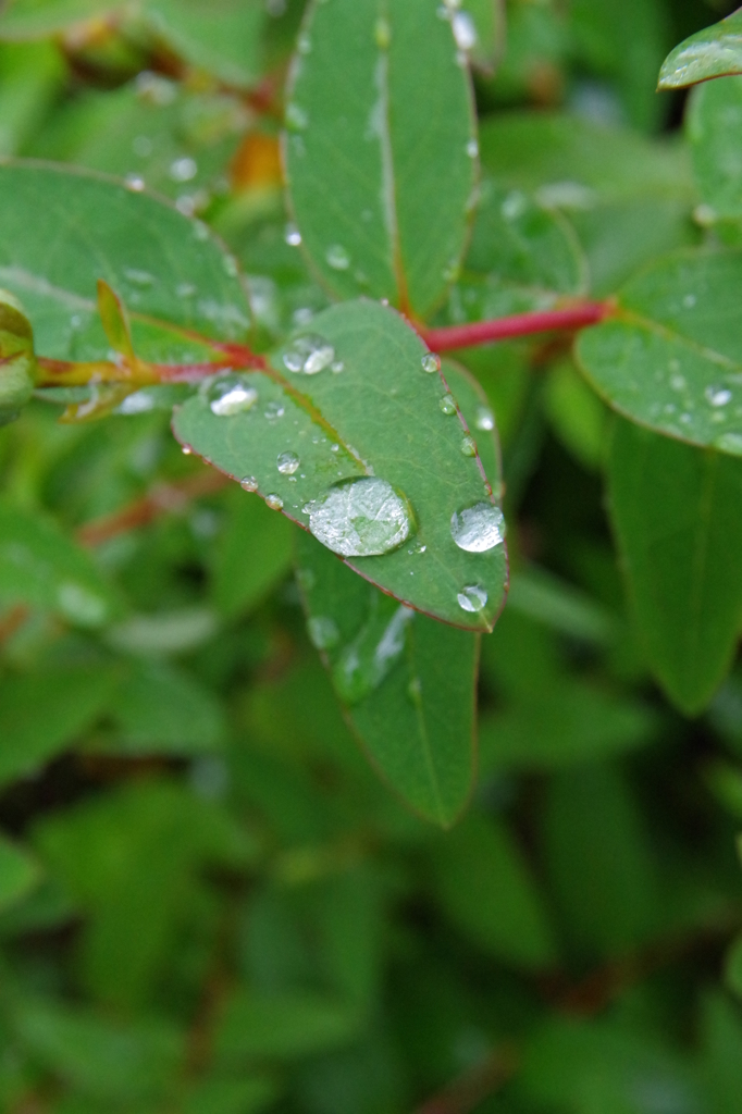 朝露2　葉っぱ