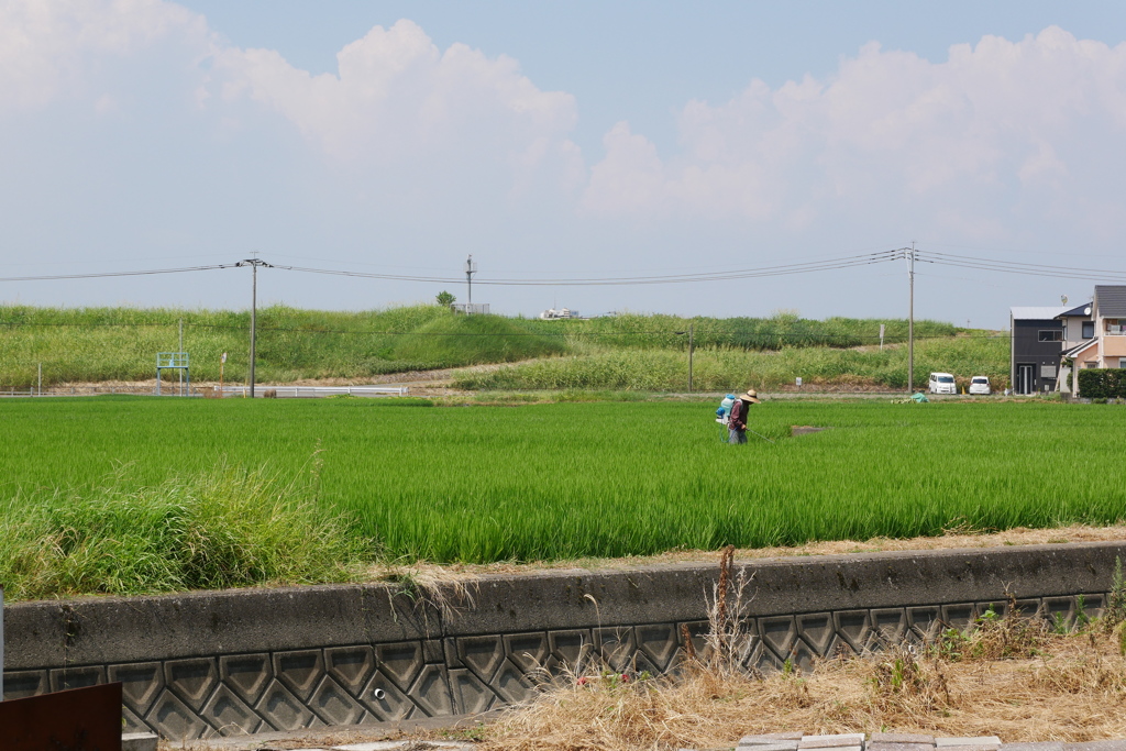 田んぼ