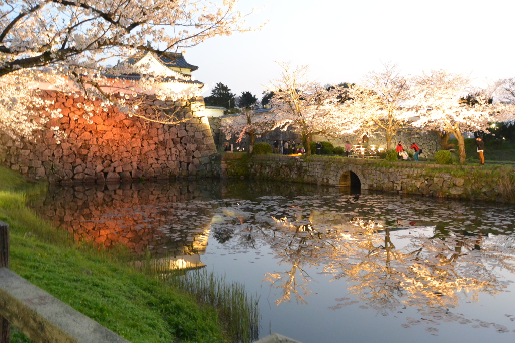 ライトアップ　城跡と桜（１）