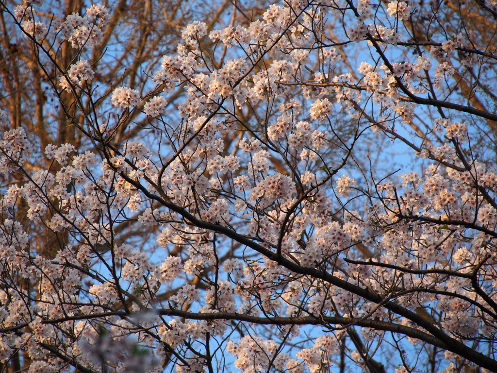 桜満開2