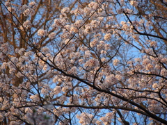 桜満開2