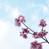 桜と空