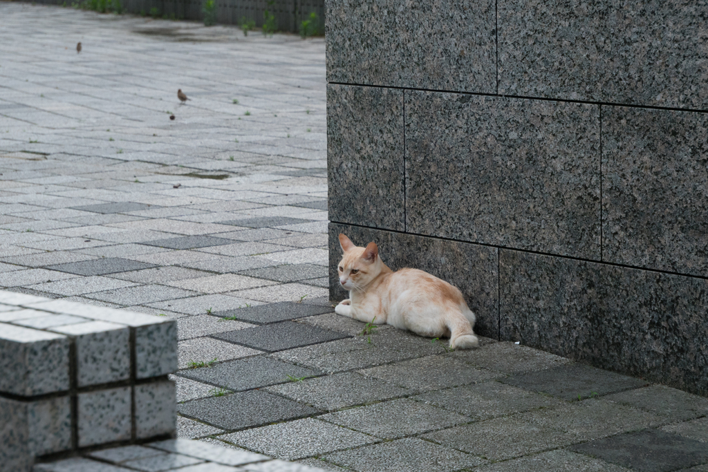 ねこ