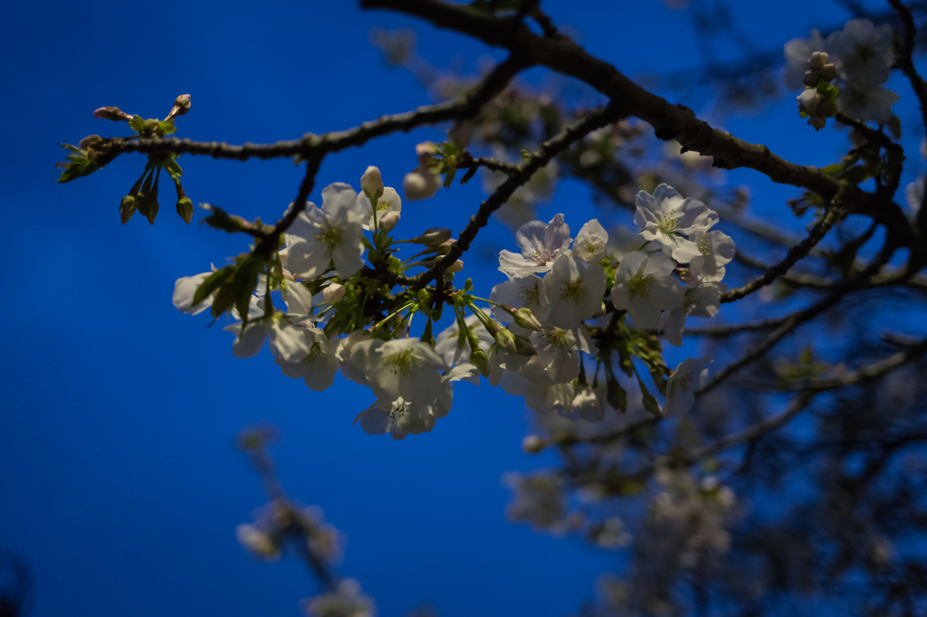 桜　咲いてたよ
