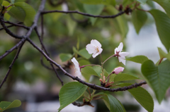 みいつけた♪　桜