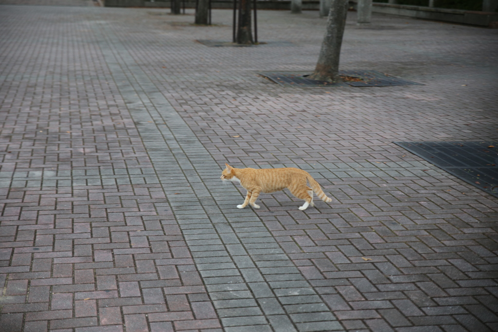 ねこ