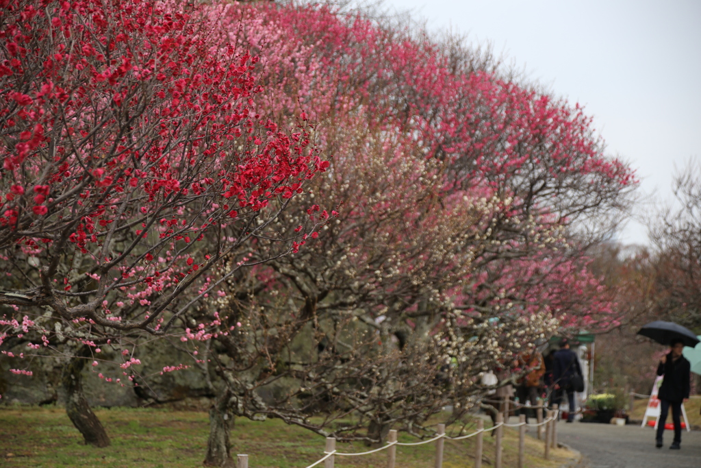 福岡城 梅まつり５