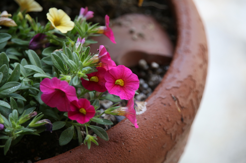 花
