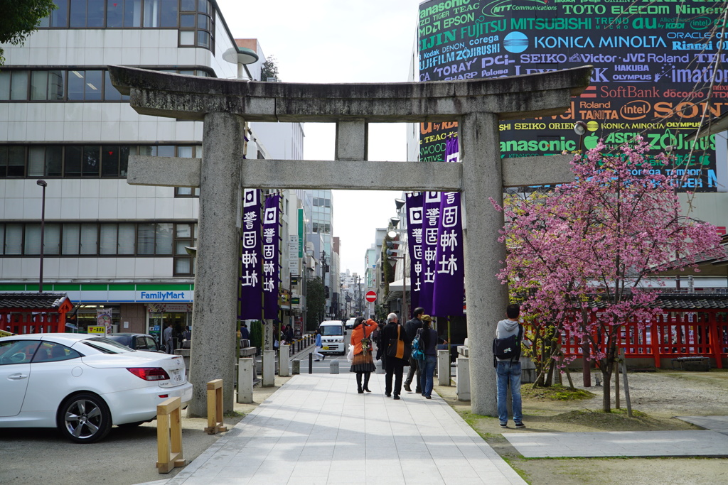 警固神社　桜