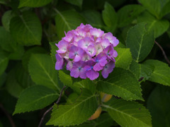 紫陽花（5）