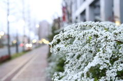 路上の花