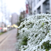 路上の花