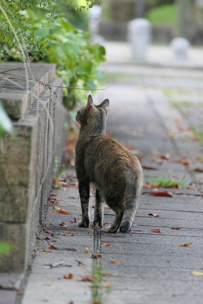 じゃあね