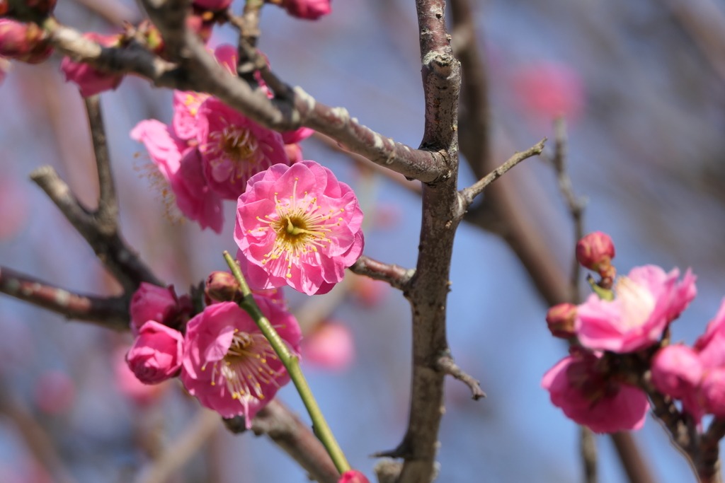 梅花見