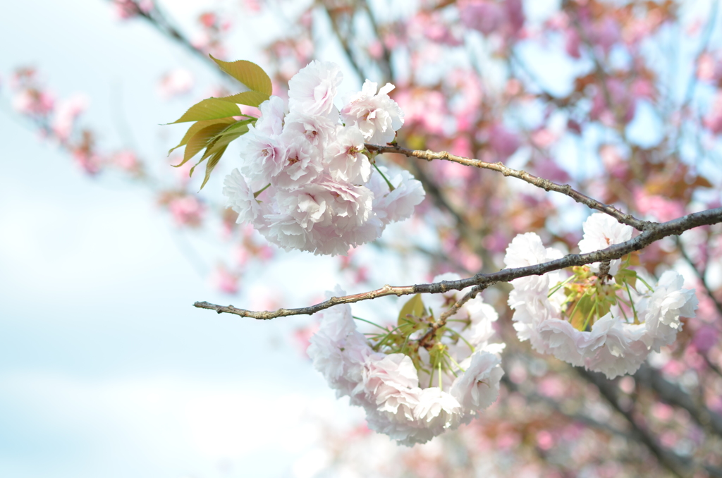 八重桜