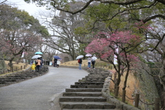 福岡城 梅まつり８