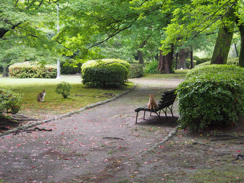 ベンチから　じっと見てます