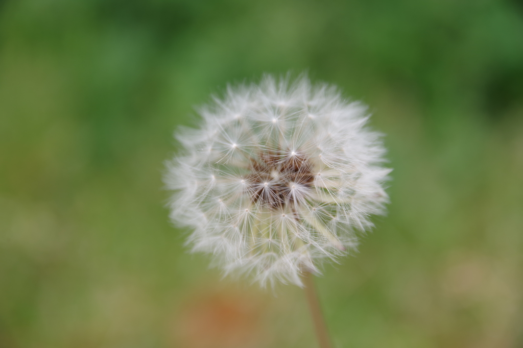 たんぽぽ　（camera test）