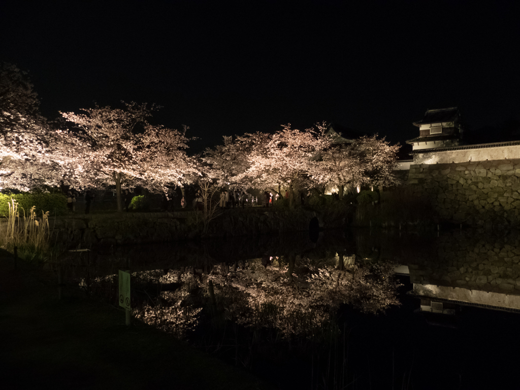 夜桜