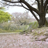 桜の木と散る桜