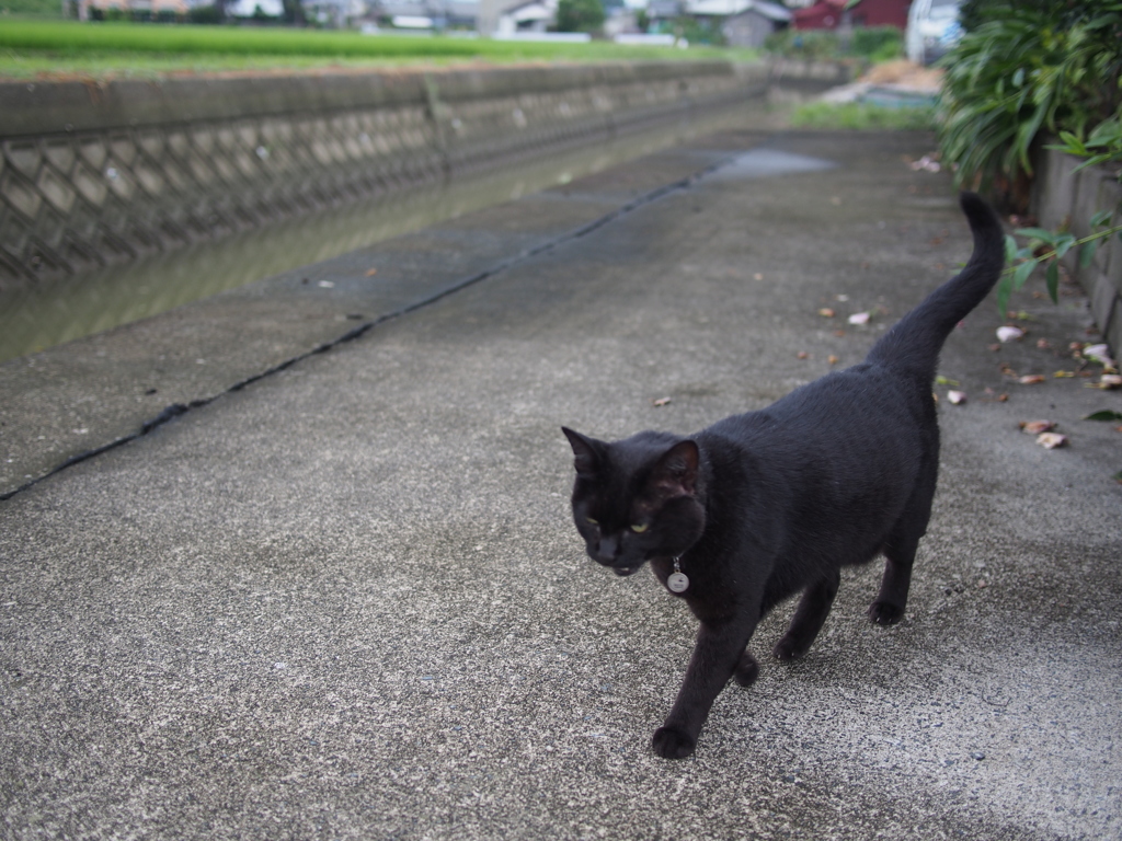 引き帰ってくるモモ