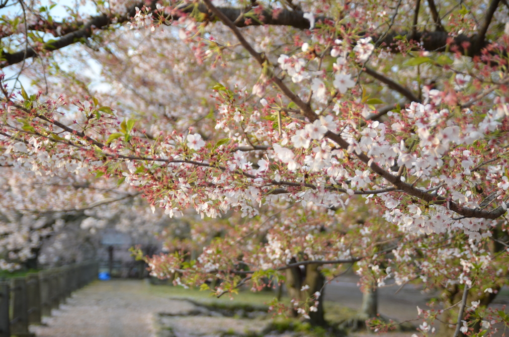散りゆく桜