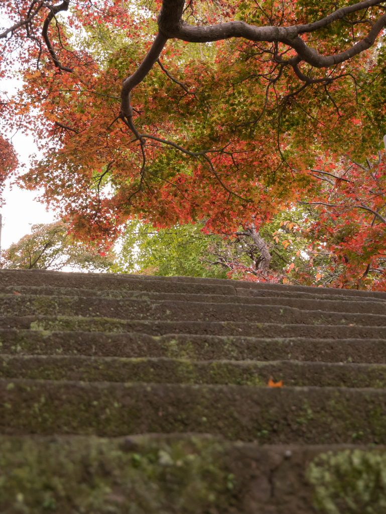 紅葉八幡宮03