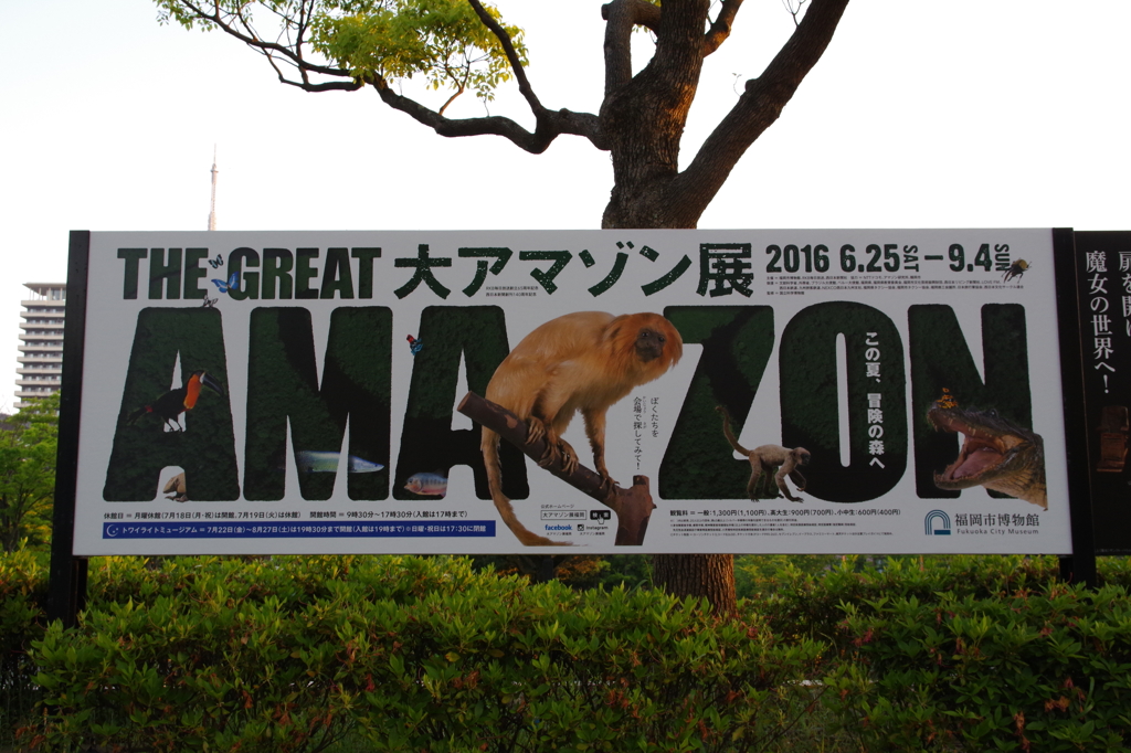 みんな大好き Amazon