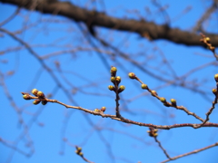 桜のつぼみ