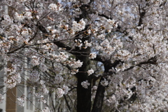 2021年　満開の桜（２）