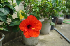 ハイビスカス