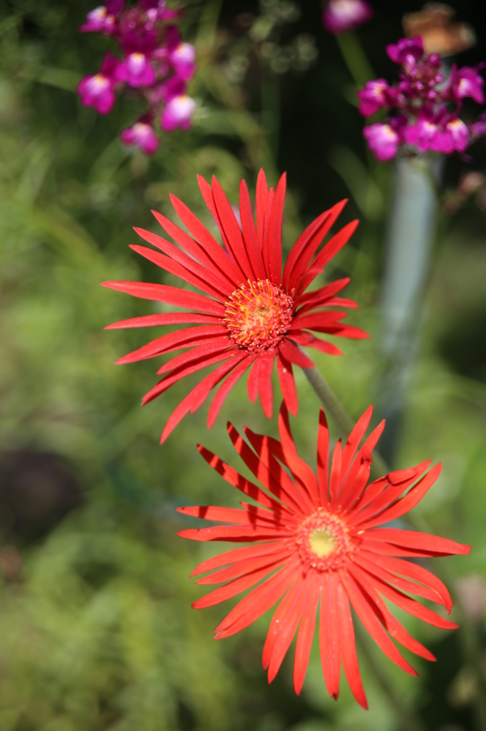 花